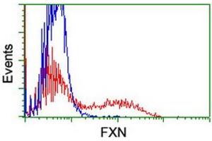 Image no. 2 for anti-Frataxin (FXN) antibody (ABIN1498335) (Frataxin Antikörper)