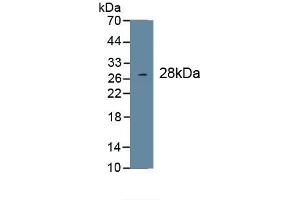 WB of Protein Standard: different control antibodies  against Highly purified E. (COL1A1 ELISA Kit)