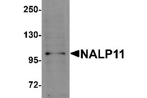 Western Blotting (WB) image for anti-NLR Family, Pyrin Domain Containing 11 (NLRP11) (C-Term) antibody (ABIN1030531) (NLRP11 Antikörper  (C-Term))