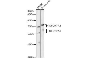 Western Blotting (WB) image for anti-Transcription Factor 7-Like 2 (T-Cell Specific, HMG-Box) (TCF7L2) (AA 1-100) antibody (ABIN7270887)