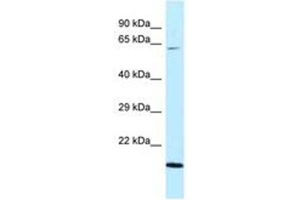 DNAJC11 Antikörper  (AA 407-456)