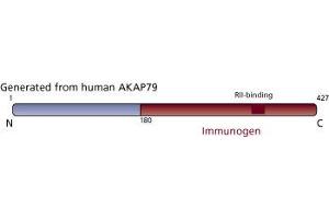 Image no. 3 for anti-A Kinase (PRKA) Anchor Protein 5 (AKAP5) (AA 180-427) antibody (ABIN967900) (AKAP5 Antikörper  (AA 180-427))