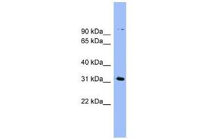 LRRC52 antibody used at 1 ug/ml to detect target protein. (LRRC52 Antikörper  (N-Term))