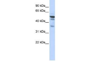 WB Suggested Anti-NMT1 Antibody Titration:  0. (NMT1 Antikörper  (N-Term))