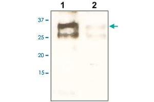 The tissue lysate derived from human liver tissue lysate was immunoprobed by EBAG9 polyclonal antibody  at 1 : 500. (RCAS1 Antikörper  (C-Term))