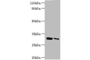 CLIC4 Antikörper  (AA 1-253)