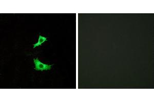 Peptide - +Immunofluorescence analysis of LOVO cells, using FFAR3 antibody. (FFAR3 Antikörper)