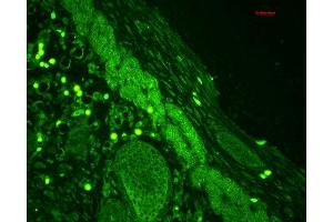 Immunohistochemistry (IHC) image for anti-RAB4A, Member RAS Oncogene Family (RAB4A) (C-Term) antibody (ABIN361841)