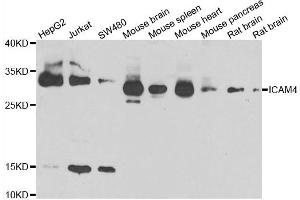 Western blot analysis of extracts of various cell lines, using ICAM4 antibody. (ICAM4 Antikörper)
