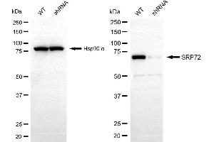 Western blotting analysis using SRP72 antibody (ABIN7800332).