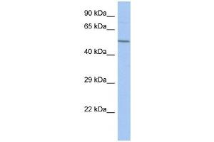 FBXO39 antibody used at 1 ug/ml to detect target protein. (FBXO39 Antikörper  (Middle Region))