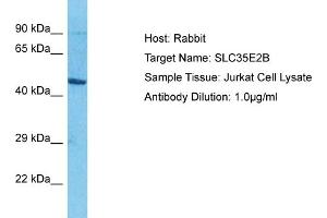 SLC35E2B Antikörper  (N-Term)