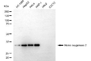 anti-Heme Oxygenase (Decycling) 2 (HMOX2) antibody