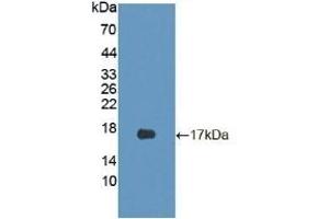 Detection of Recombinant CDKN2B, Mouse using Polyclonal Antibody to Cyclin Dependent Kinase Inhibitor 2B (CDKN2B) (CDKN2B Antikörper  (AA 1-130))