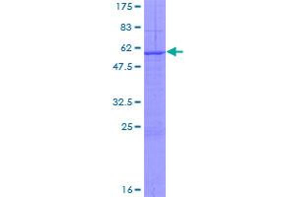 Kallikrein 13 Protein (AA 1-277) (GST tag)