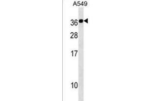 CABP2 Antibody (N-term) (ABIN1538899 and ABIN2838181) western blot analysis in A549 cell line lysates (35 μg/lane). (CABP2 Antikörper  (N-Term))