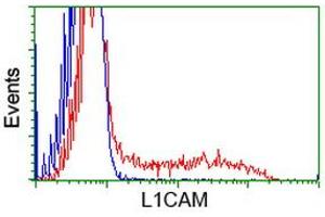 HEK293T cells transfected with either RC211601 overexpress plasmid (Red) or empty vector control plasmid (Blue) were immunostained by anti-L1CAM antibody (ABIN2453220), and then analyzed by flow cytometry. (L1CAM Antikörper)