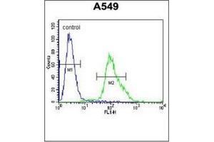 Flow cytometric analysis of A549 cells using FOXN1 Antibody (Center) Cat. (FOXN1 Antikörper  (Middle Region))