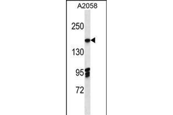 EIF3A Antikörper  (C-Term)