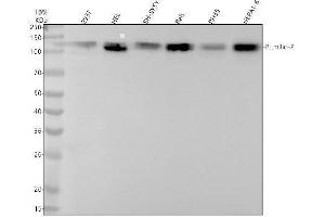 Western blot analysis of Pumilio-2 using anti-Pumilio-2 antibody (ABIN7606098).