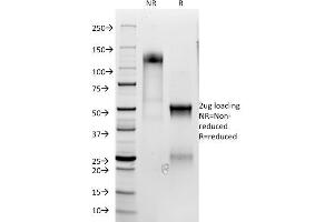 SDS-PAGE (SDS) image for anti-CD3 epsilon (CD3E) (AA 156-168) antibody (ABIN6941037)