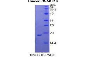 SDS-PAGE (SDS) image for Ribonuclease, RNase A Family, 13 (Non-Active) (RNASE13) (AA 20-156) protein (His tag) (ABIN1878480)