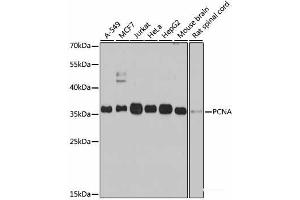 Western blot analysis of extracts of various cell lines using PCNA Polyclonal Antibody at dilution of 1:1000. (PCNA Antikörper)