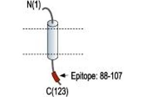 Representative domain view of the target of ABIN7043499.
