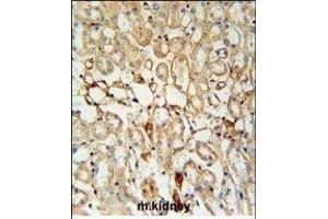 KCNV1 Antibody (N-term) (ABIN651972 and ABIN2840478) immunohistochemistry analysis in formalin fixed and paraffin embedded mouse kidney tissue followed by peroxidase conjugation of the secondary antibody and DAB staining.