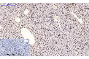 Immunohistochemical analysis of paraffin-embedded mouse liver tissue.