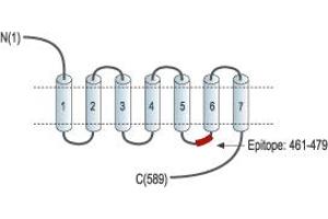 Representative domain view of the target of ABIN7043063.