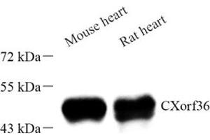Western blot analysis of CXorf36 (ABIN7073504) at dilution of 1: 1000 (CXORF36 Antikörper)