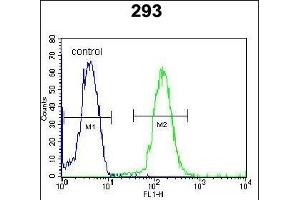DACT1 Antibody (N-term) (ABIN652102 and ABIN2840549) flow cytometric analysis of 293 cells (right histogram) compared to a negative control cell (left histogram). (DACT1 Antikörper  (N-Term))