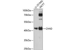 Western blot analysis of extracts of various cell lines, using CHAD antibody (ABIN7266348) at 1:1000 dilution. (CHAD Antikörper  (AA 1-359))