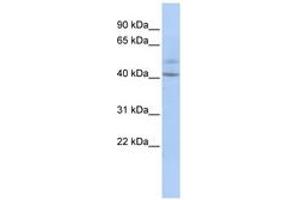 Image no. 1 for anti-Spermatogenesis and Centriole Associated 1 (SPATC1) (AA 179-228) antibody (ABIN6743922) (SPATC1 Antikörper  (AA 179-228))