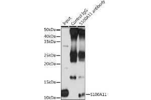Immunoprecipitation analysis of 200 μg extracts of THP-1 cells using 3 μg S100 antibody (ABIN6129519, ABIN6147333, ABIN6147334 and ABIN7101773). (S100A11 Antikörper  (AA 1-105))