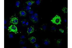 Anti-HIBCH mouse monoclonal antibody (ABIN2453124) immunofluorescent staining of COS7 cells transiently transfected by pCMV6-ENTRY HIBCH (RC209814). (HIBCH Antikörper)
