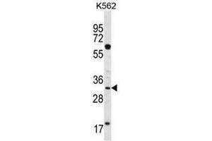 FCN3 Antibody (C-term) western blot analysis in K562 cell line lysates (35µg/lane). (FCN3 Antikörper  (C-Term))