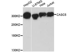 Western blot analysis of extracts of various cell lines, using CASC5 antibody. (CASC5 Antikörper)