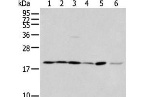 Western blot analysis of 293T cell Hepg2 cell and A431 cell using EEF1E1 Polyclonal Antibody at dilution of 1:400 (EEF1E1 Antikörper)