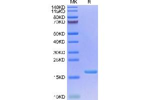 SDS-PAGE (SDS) image for Interleukin 3 (IL-3) (AA 20-152) protein (His-Avi Tag,Biotin) (ABIN7274941)