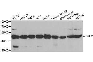 Western blot analysis of extracts of various cell lines, using TUFM antibody (ABIN5973823) at 1/1000 dilution. (TUFM Antikörper)