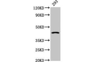 Western Blot Positive WB detected in: 293 whole cell lysate All lanes: HSD11B2 antibody at 2. (HSD11B2 Antikörper  (AA 212-343))