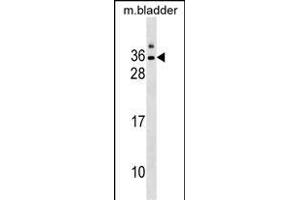 GJE1 Antibody (C-term) (ABIN1536796 and ABIN2850313) western blot analysis in mouse bladder tissue lysates (35 μg/lane). (GJE1 Antikörper  (C-Term))