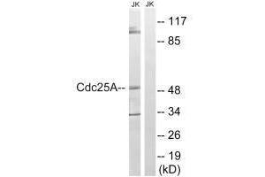 Western blot analysis of extracts from Jurkat cells, using CDC25A (Ab-178) antibody. (CDC25A Antikörper  (Ser178))