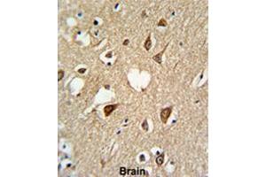 Formalin-fixed and paraffin-embedded human brain tissue reacted with SUMO1 Antibody, which was peroxidase-conjugated to the secondary antibody, followed by DAB staining. (SUMO1 Antikörper)