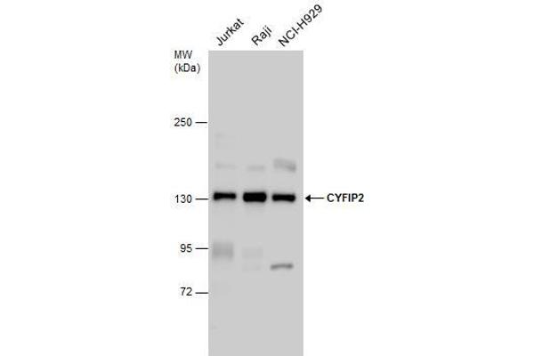 CYFIP2 Antikörper