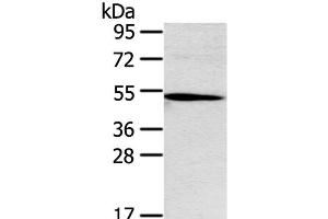 Western Blot analysis of Hepg2 cell using Ox40 Polyclonal Antibody at dilution of 1:250 (TNFRSF4 Antikörper)