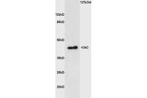 Lane 1: mouse kidney lysates probed with Anti PTGER1 Polyclonal Antibody, Unconjugated (ABIN872820) at 1:200 in 4 °C.