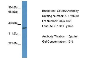 WB Suggested Anti-OR2H2  Antibody Titration: 0. (OR2H2 Antikörper  (C-Term))